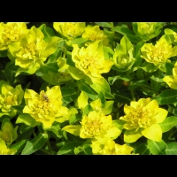 Euphorbia brittingeri (fam Euphorbiacees) (Europe) (3)